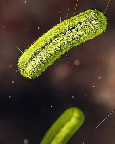 Mikroskopische Darstellung von stäbchenförmigen, grünen Listerien auf dunklem Hintergrund.