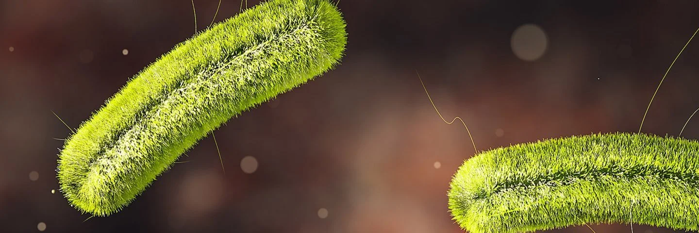 Mikroskopische Darstellung von stäbchenförmigen, grünen Listerien auf dunklem Hintergrund.
