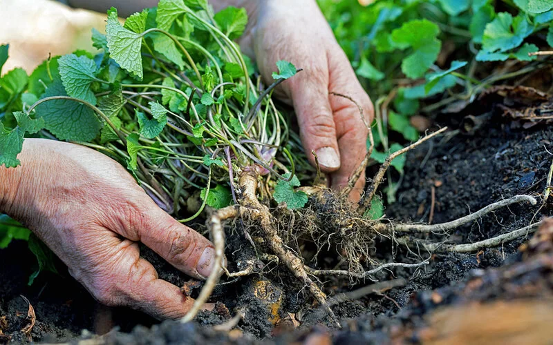 Hände ernten Knoblauchrauke samt Wurzeln.