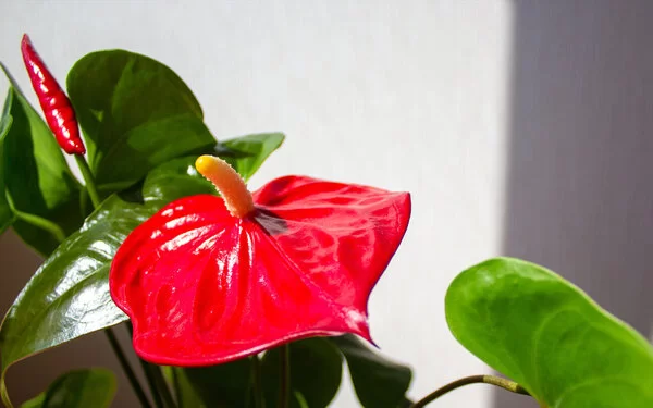 Es ist eine Pflanze mit wachsartigen, grünen Blättern und einem einzigen, roten Blatt inklusive gelber Blüte zu sehen.