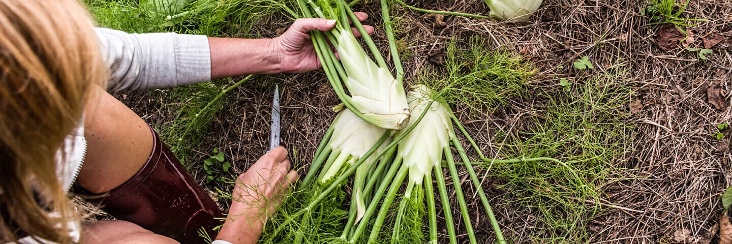 Eine Frau erntet Fenchel.