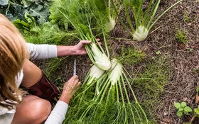 Eine Frau erntet Fenchel.