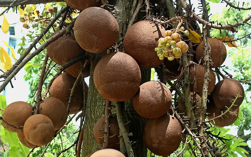 Teilansicht eines Paranussbaums. An den am Stamm herunterhängenden Zweigen befinden sich zahlreiche kugelförmige Fruchtkapseln.