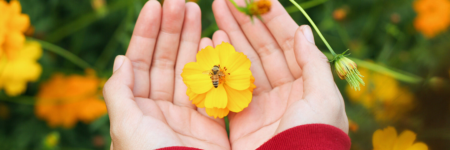Eine Frau hält eine gelbe Blüte mit einer Biene in der Hand. Wildblumen machen den Garten insektenfreundlich.