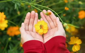 Eine Frau hält eine gelbe Blüte mit einer Biene in der Hand. Wildblumen machen den Garten insektenfreundlich.