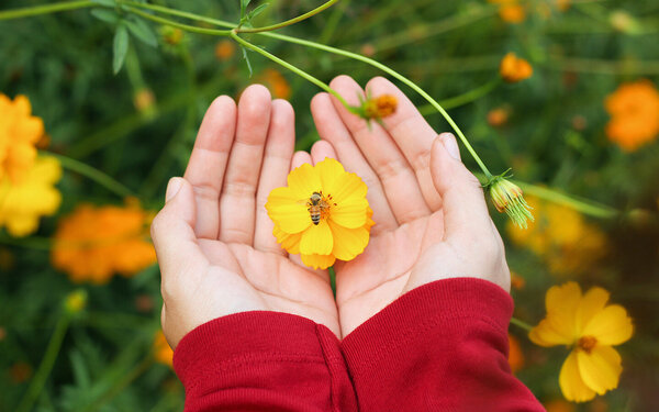Eine Frau hält eine gelbe Blüte mit einer Biene in der Hand. Wildblumen machen den Garten insektenfreundlich.