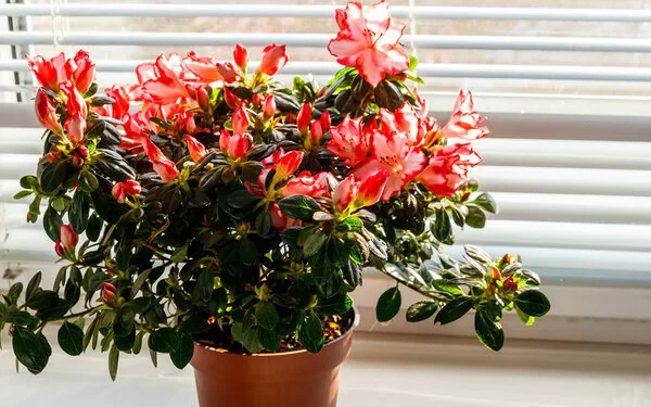 Es ist eine Topfpflanze mit vielen kleinen, grünen Blättern und weiß-roten Blüten zu sehen.