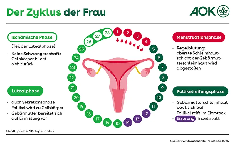 Eine Infografik, die einen idealtypischen 28-Tage-Menstruationszyklus darstellt. In der Mitte ist eine schematische Darstellung der Gebärmutter mit Eierstöcken und Eileitern zu sehen. Um diese Abbildung herum sind 28 nummerierte Kreise angeordnet, die die Tage des Zyklus repräsentieren.
