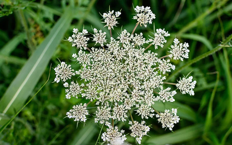 Die zarte weiße Blüte des Wiesenkerbels.