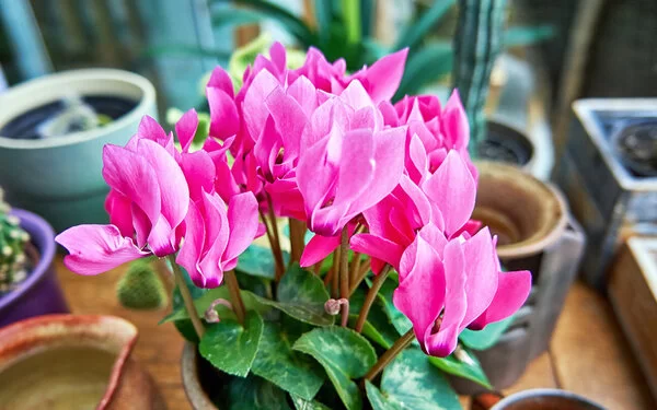 Es ist eine Topfpflanze mit kräftigen, grünen Blättern und vielzähligen, rosafarbenen Blüten zu sehen.