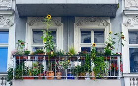 Ein insektenfreundlicher Balkon trägt zum Umweltschutz bei.