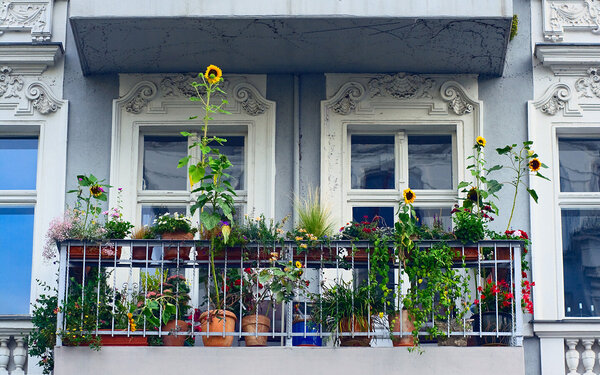 Ein insektenfreundlicher Balkon trägt zum Umweltschutz bei.