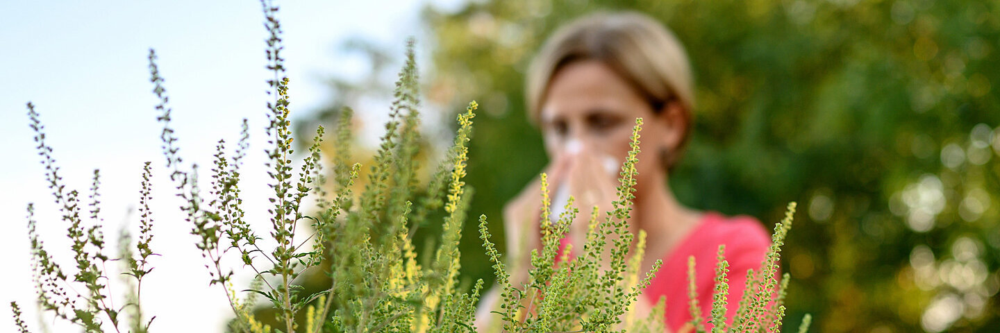 Ambrosia-Pflanzen, im Hintergrund eine Frau, die sich die Nase putzt.