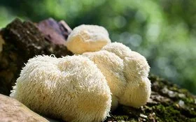 Drei weißliche, zottelige, runde Löwenmähnepilze wachsen auf einem moosbesiedelten Stück Totholz.