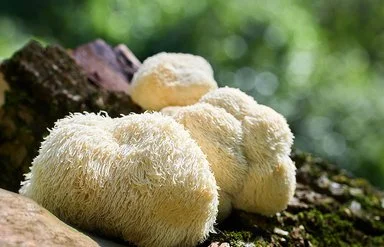 Drei weißliche, zottelige, runde Löwenmähnepilze wachsen auf einem moosbesiedelten Stück Totholz.