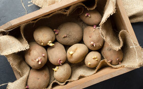 Mehrere keimende Kartoffeln liegen in einer Kiste.