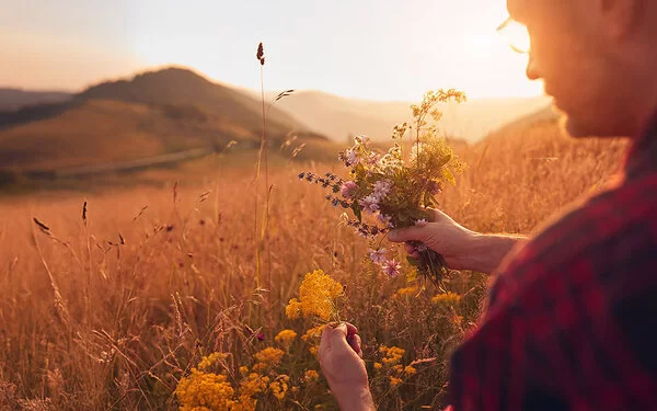 Person pflückt einen bunten Strauß Wiesenkräuter in einer goldenen Bergwiese bei Sonnenuntergang.