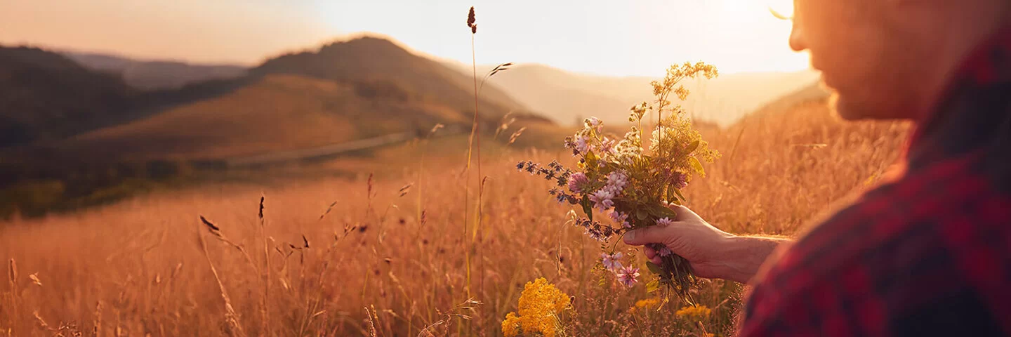 Person pflückt einen bunten Strauß Wiesenkräuter in einer goldenen Bergwiese bei Sonnenuntergang.