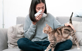 Eine Frau hat eine Katzenhaarallergie und schnäubt sich die Nase.
