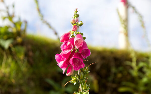 Blühender pinkfarbener Fingerhut mit glockenförmigen Blüten.