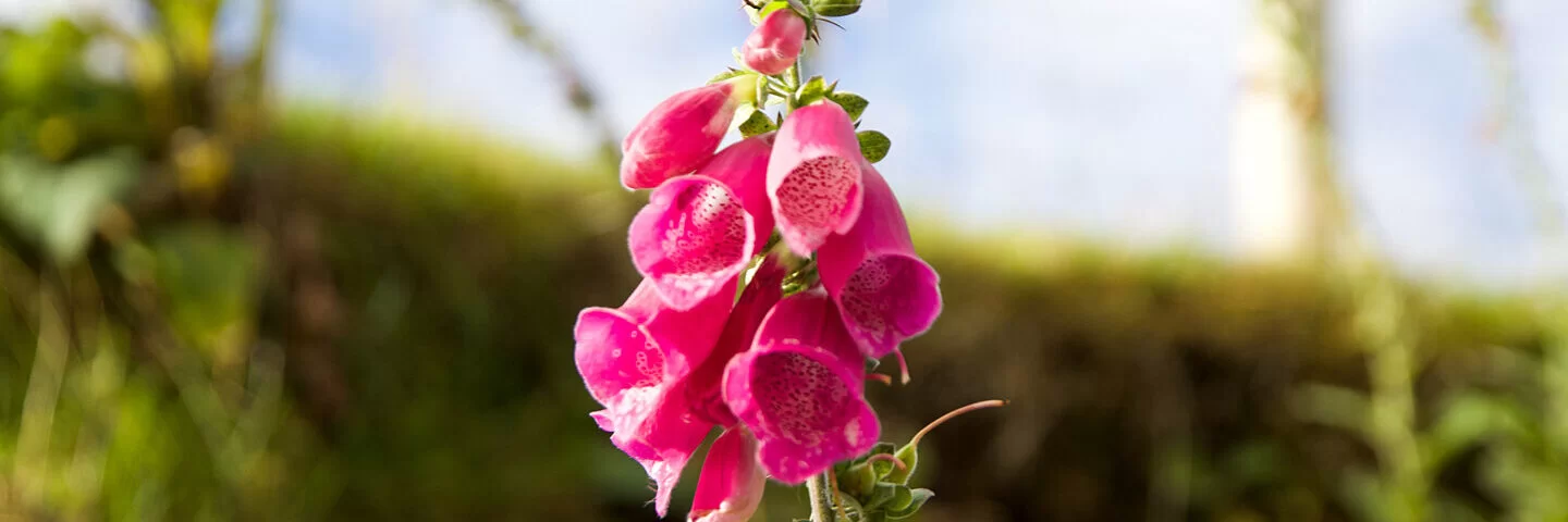 Blühender pinkfarbener Fingerhut mit glockenförmigen Blüten.