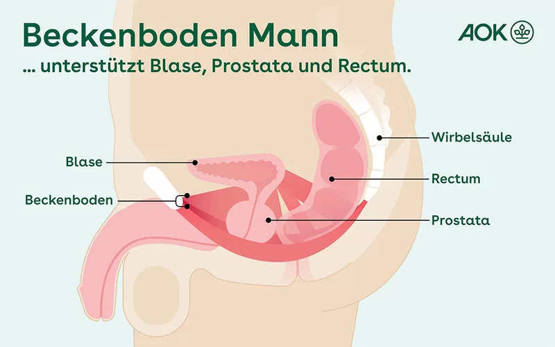 Die Grafik zeigt einen Querschnitt durch den Beckenboden eines Mannes..