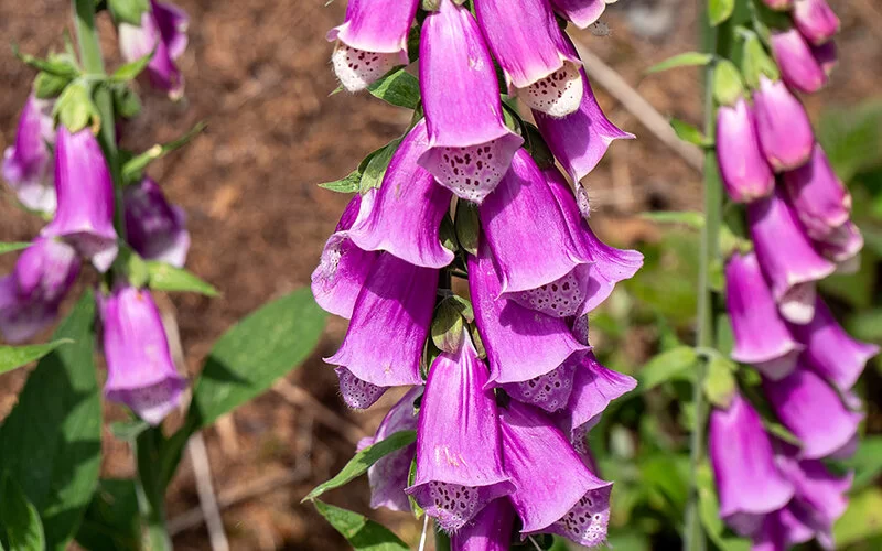 Drei pink-violett blühende Fingerhut-Pflanzen im Sommer.