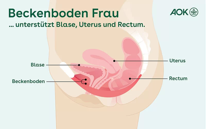 Die Grafik zeigt einen Querschnitt durch den Beckenboden einer Frau.