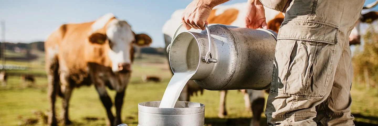 Ein Mann steht auf der Weide mit Kühen und schüttet Milch von einer kleinen in eine große Kanne.