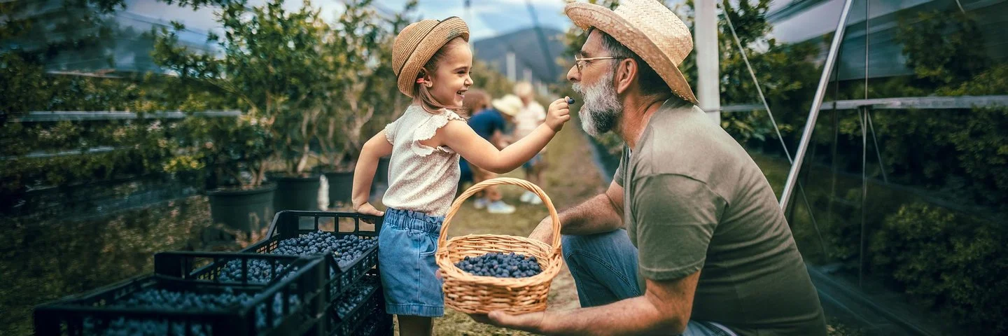 Ein kleines Mädchen gibt einem älteren Mann auf einer Beerenplantage eine frisch gepflückte Heidelbeere. Neben ihnen stehen Körbe und Kisten voller Beeren.