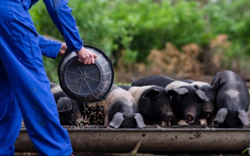 Ein Bauer schüttet einen Eimer Essensreste in einen Trog, an dem sechs kleine, schwarzgefleckte Schweine fressen.