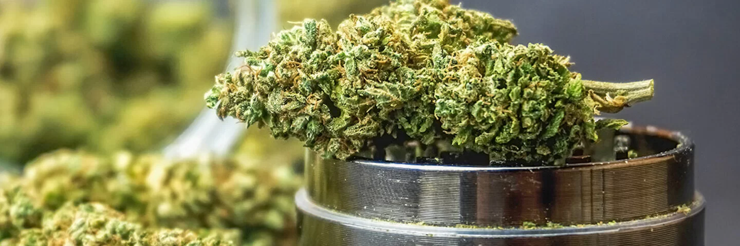 Eine Marihuanaknolle liegt auf einem Grinder – der Cannabiskonsum wächst stetig.