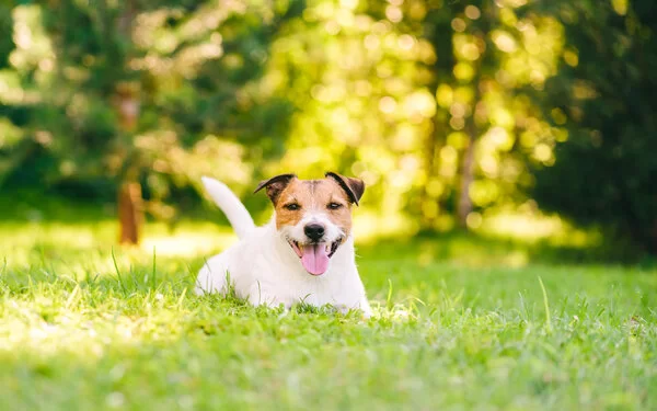 Kleiner Hund liegt bei Hitze hechelnd auf dem Rasen.