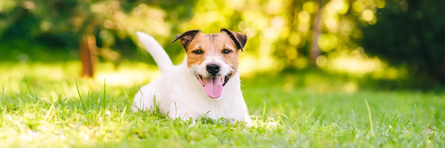 Kleiner Hund liegt bei Hitze hechelnd auf dem Rasen.