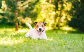 Kleiner Hund liegt bei Hitze hechelnd auf dem Rasen.