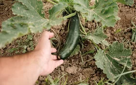 Eine Hand greift nach einer selbst gezogenen Zucchinifrucht im Garten, um sie zu ernten.