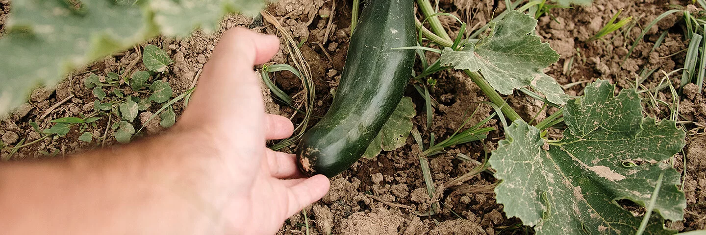 Eine Hand greift nach einer selbst gezogenen Zucchinifrucht im Garten, um sie zu ernten.