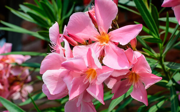 Es ist eine Pflanze mit großer, rosafarbener Blüte zu sehen.