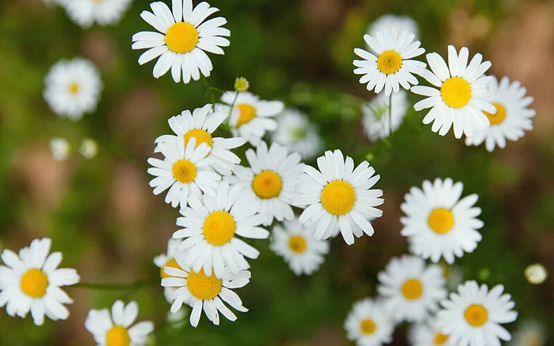 Gänseblümchen als Nahaufnahme.