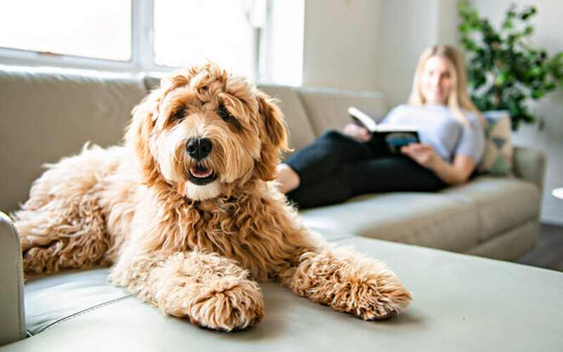 Ein allergenarmer Goldendoodle liegt auf der Couch, eine Person im Hintergrund.