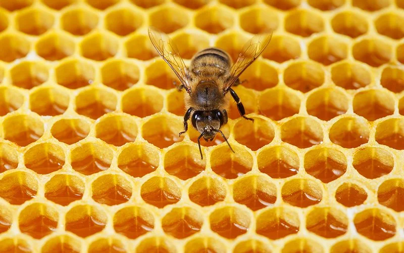 Eine Biene sitzt auf den honiggefüllten Waben eines Bienenstocks.