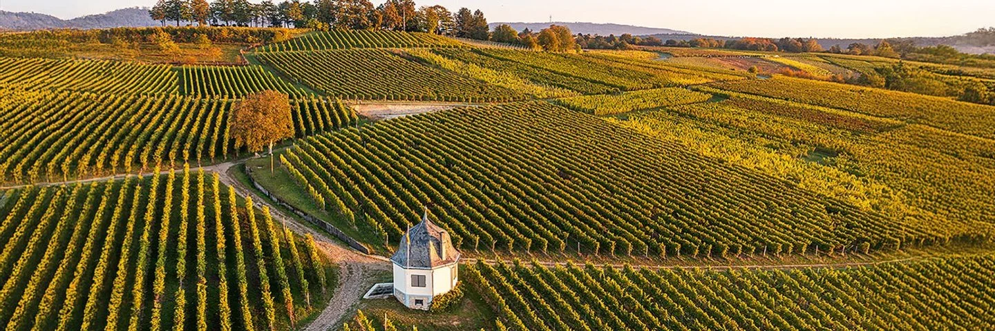 Weinberge im Rheingau im Herbst