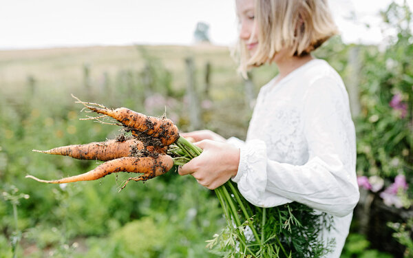 Junges Mädchen hat gesunde Karotten aus dem Garten geerntet.