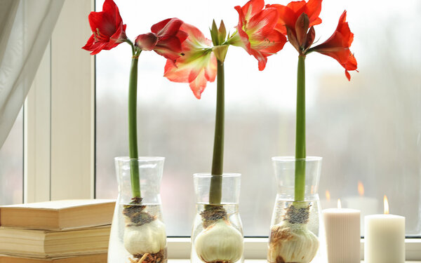 Es sind drei Pflanzen mit langem Stängel und roten Blüten zu sehen, die jeweils in einer Glasvase stehen.