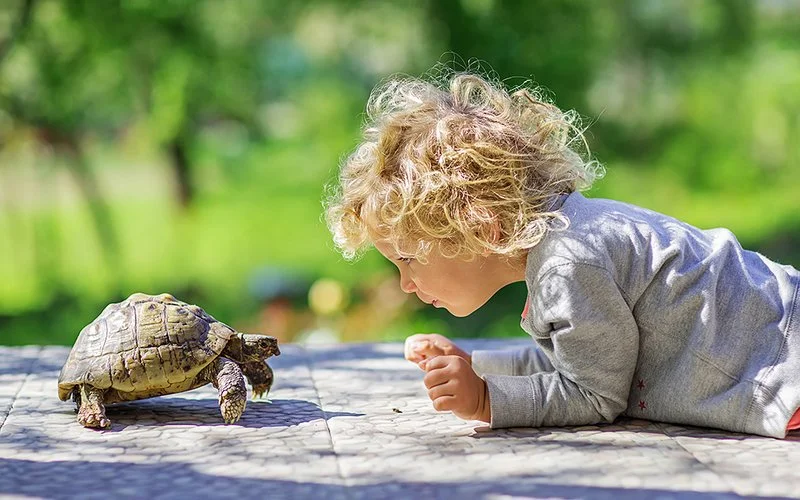 Ein kleiner Junge liegt gegenüber einer Schildkröte im Grünen.
