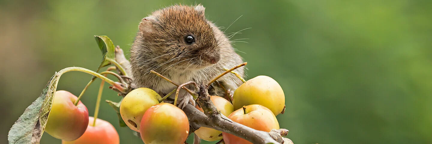 Eine Rötelmaus, der Hauptüberträger des Hantavirus, sitzt auf einem Ast eines Apfelbaums, der reife Früchte trägt.