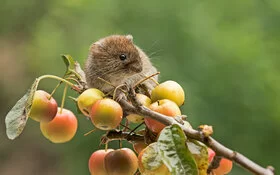 Eine Rötelmaus, der Hauptüberträger des Hantavirus, sitzt auf einem Ast eines Apfelbaums, der reife Früchte trägt.