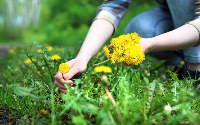 Eine Frau pflückt Löwenzahn auf einer Wiese.