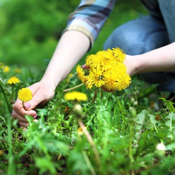 Eine Frau pflückt Löwenzahn auf einer Wiese.