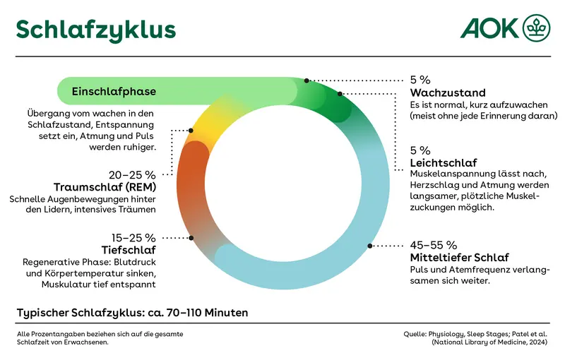 Eine grafische Darstellung zeigt den typischen Schlagzyklus von Erwachsenen. Dieser beginnt mit der Einschlafphase und wiederholt sich dann circa alle 70 bis 110 Minuten vom Wachzustand, gefolgt von Leichtschlaf, über mitteltiefen Schlaf und Tiefschlaf bis zum Traumschlaf.